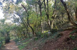 Brescia polmone verde della Lombardia con 171mila ettari di bosco