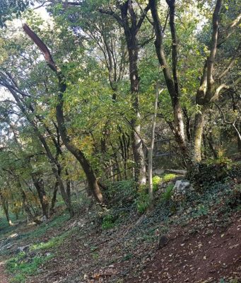 Brescia polmone verde della Lombardia con 171mila ettari di bosco