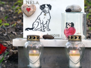 Regione, sì a cimiteri e impianti di cremazione per animali