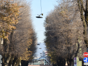 Alberi pericolanti a Brescia, al via tagli e ripiantumazioni. Ecco la mappa