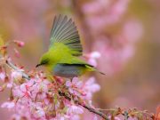 Cina: occhialino di Swinhoe sulle strade di Guiyang