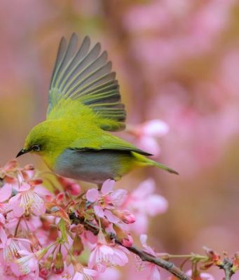 Cina: occhialino di Swinhoe sulle strade di Guiyang