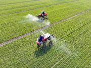 Cina: innovazione incentiva nuove forze produttive nella rivitalizzazione rurale