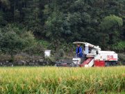 Cina: espanderà coltivazione riso ratoon di oltre 666.000 ettari