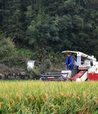 Cina: espanderà coltivazione riso ratoon di oltre 666.000 ettari