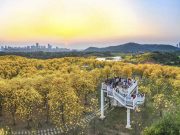 Cina: ammiriamo fioritura primaverile delle piante