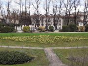 A Brescia si respira aria di primavera con la fioritura dei narcisi