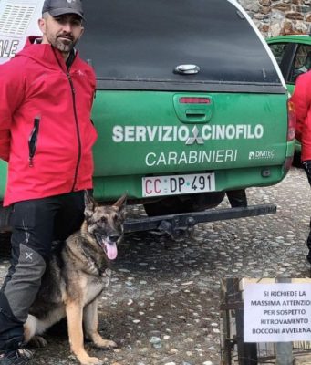Bocconi avvelenati, il cane Senna al lavoro a Temù