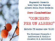 “Concerto per un albero” sabato nel chiostro di San Salvatore