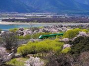 Cina: Xizang, treno proiettile in corsa tra fiori di pesco