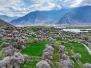 Cina: peschi in fiore a Nyingchi nello Xizang