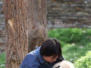 Cina: guardiana di panda giganti cresce insieme agli animali