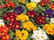 Al mercato coperto di Coldiretti una giornata dedicata ai fiori