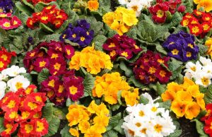 Al mercato coperto di Coldiretti una giornata dedicata ai fiori