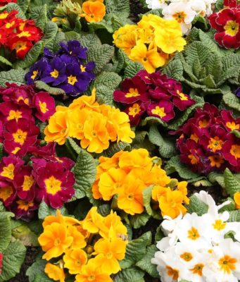 Al mercato coperto di Coldiretti una giornata dedicata ai fiori