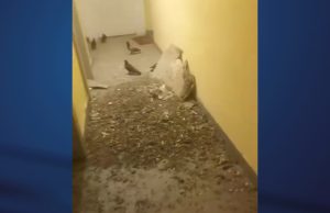 Crollo alla Torre Raffaello, Gobbi: “Rischiata una tragedia”