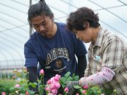 Cina: Zhejiang, industria di Rosa Chinensis prospera a Longyou