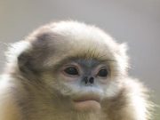 Cina: rinopiteco del Guizhou sottoposto a protezione su monte Fanjing