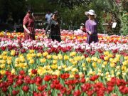 Cina: fioritura primaverile a Xi’an