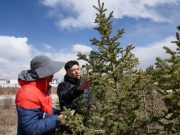 Cina: piantumazione di alberi a Nagqu, nello Xizang