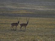 Cina: antilopi tibetane iniziano migrazione annuale per partorire