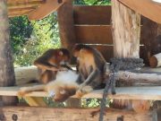 Francia: debutto dei rinopitechi dorati dalla Cina a Saint-Aignan