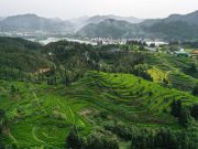 Cina: volume commercio estero del tè cresce nel 2024