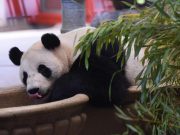 Austria: Schoenbrunn Zoo di Vienna accoglie coppia di panda cinesi