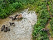 Cina: popolazioni di specie selvatiche rare, a rischio in costante crescita