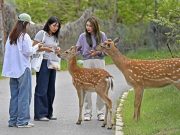Cina: Dalian crea habitat vivibile per i cervi shika selvatici