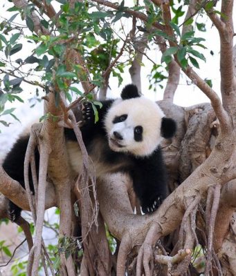 Cina: coppia cuccioli di panda gigante a Ocean Park di Hong Kong