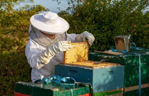 Giornata delle api, Coldiretti: “Importante scegliere miele italiano”