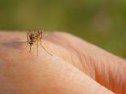 Sospetto caso di Dengue a Brescia. Domani la disinfestazione