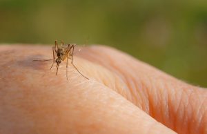 Sospetto caso di Dengue a Brescia. Domani la disinfestazione