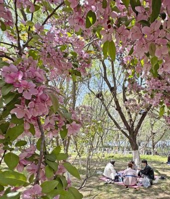 Cina: tecnologia intelligente cambia il contatto delle persone con la natura