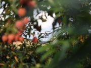 Cina: consegna di litchi tramite droni nel Guangdong