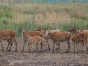 Cina: Yancheng ospita maggior riserva di cervi milu al mondo