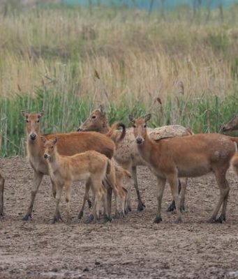 Cina: Yancheng ospita maggior riserva di cervi milu al mondo