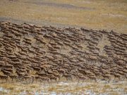 Cina: antilopi tibetane gravide migrano nello Xizang