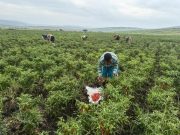 Cina-Africa: vedono rapida crescita commerciale negli ultimi 25 anni