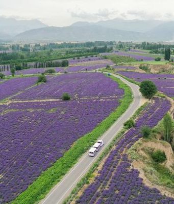 Cina: Xinjiang, contea di Huocheng promuove industria di lavanda