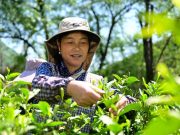 Cina: Anhui, tecniche di produzione del tè Taiping Houkui