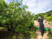 Cina: Zhejiang, esportazione bacche di yangmei a Wenchang