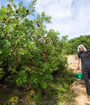 Cina: Zhejiang, esportazione bacche di yangmei a Wenchang