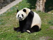 Cina: nato primo cucciolo di panda gigante del 2025 del CCRCGP