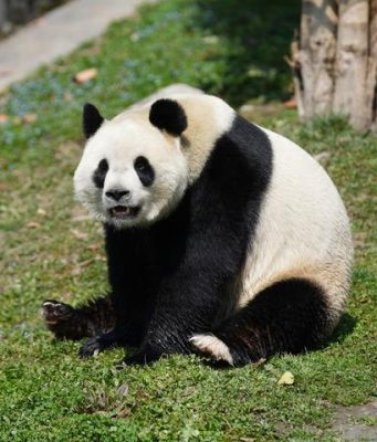 Cina: nato primo cucciolo di panda gigante del 2025 del CCRCGP