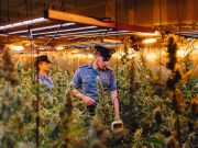 Caino, rubavano corrente per coltivare marjiuana. Trovate 690 piante