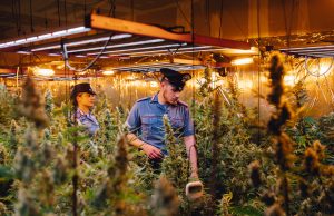 Caino, rubavano corrente per coltivare marjiuana. Trovate 690 piante