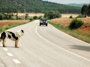 Dalla Polizia un nuovo video contro l’abbandono degli animali