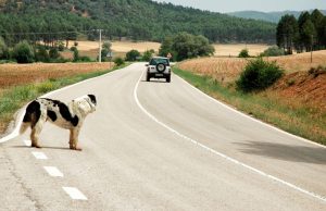 Dalla Polizia un nuovo video contro l’abbandono degli animali